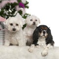 Bichon FrisÃ¢ËÅ¡ÃÂ© and Maltese, 12 years old and Cavalier King Charles Spaniel, 3 years old Royalty Free Stock Photo